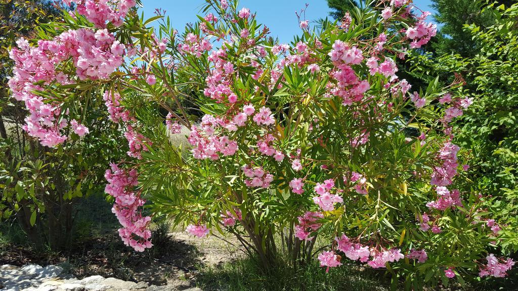 Lamanderie En Provence Bed & Breakfast Alleins Rom bilde